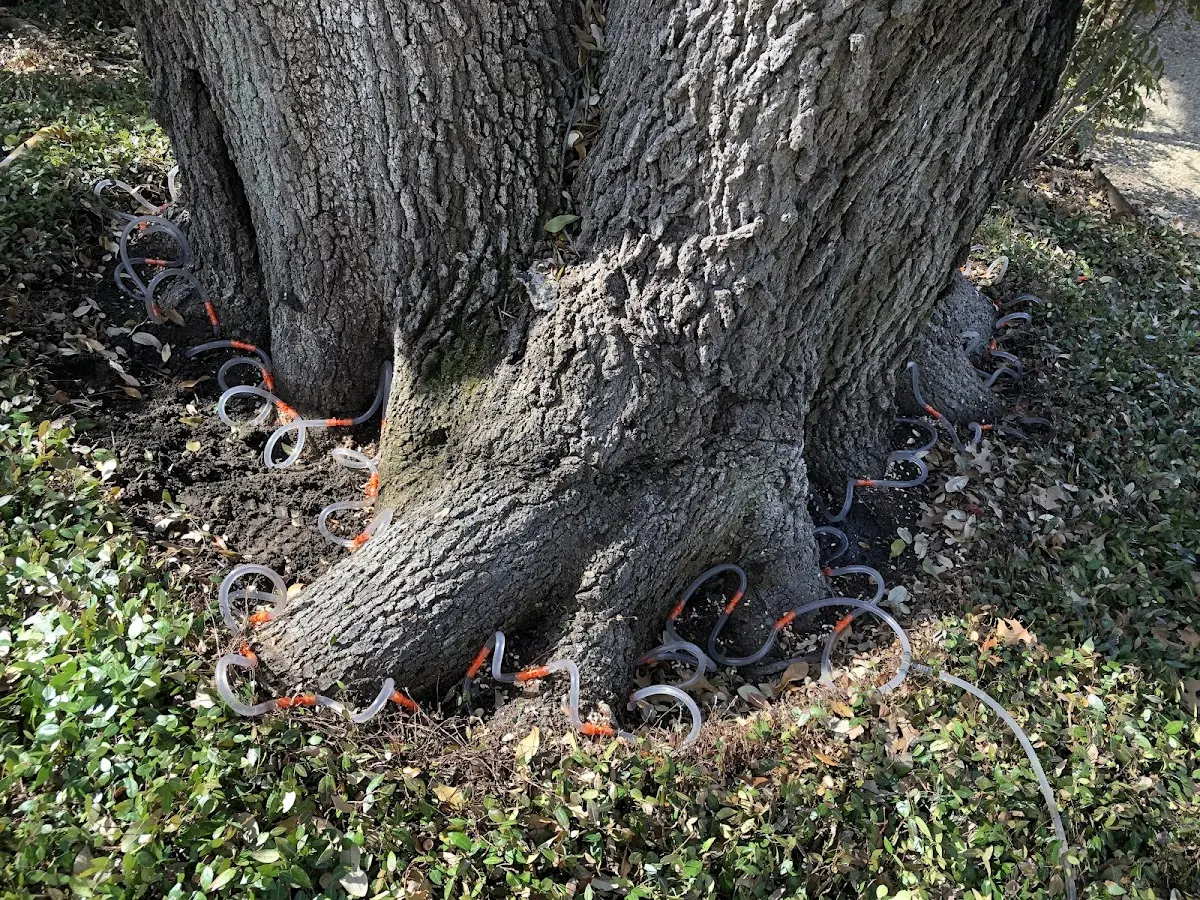 Detailed Tree Cabling and Bracing job site in Mount Blanchard