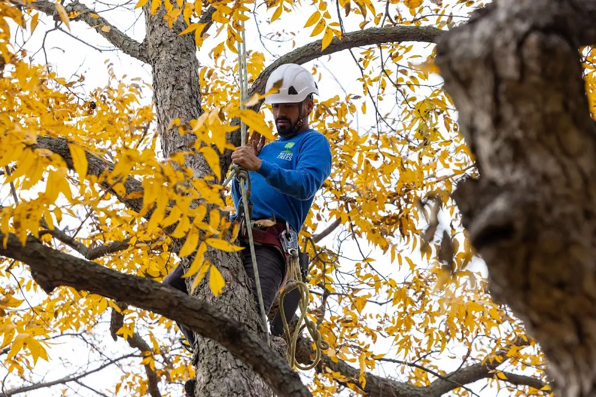 Skilled Tree Planing crew working in Mount Blanchard